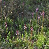 Grass Trigger-plant